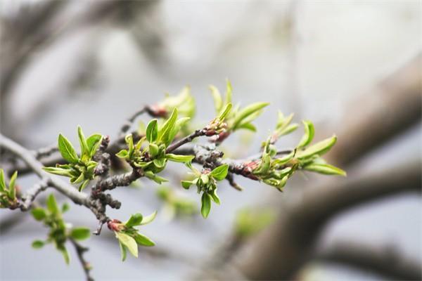 新农合生孩子报销范围有哪些啊？能报多少钱呢？