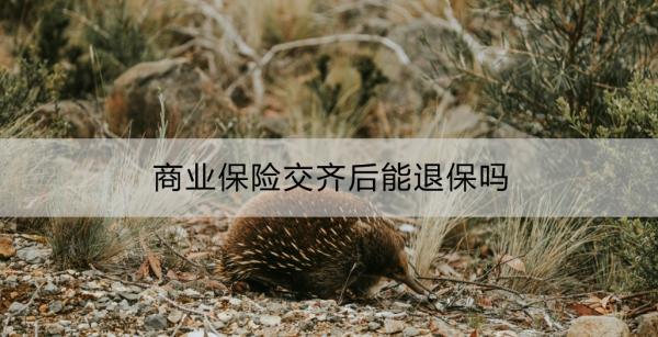 商业保险交齐后能退保吗？退保的注意事项？