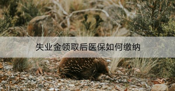 失业金领取后医保如何缴纳？医保是怎么缴纳的呢？