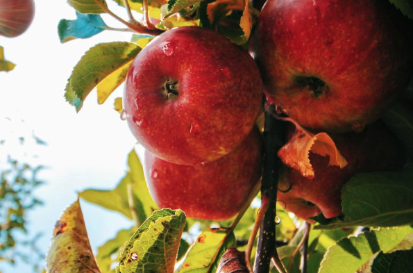 农业保险属于什么保险？有什么种类？