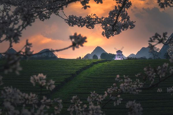 犹豫期怎么在手机上退保