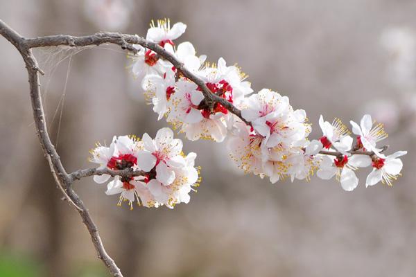 交了5年平安福能退多少钱？退保划算吗？