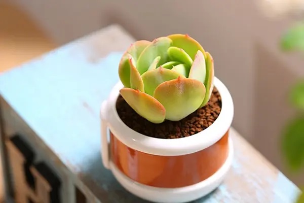 保险能不能退保？退保的办理方式有哪些？