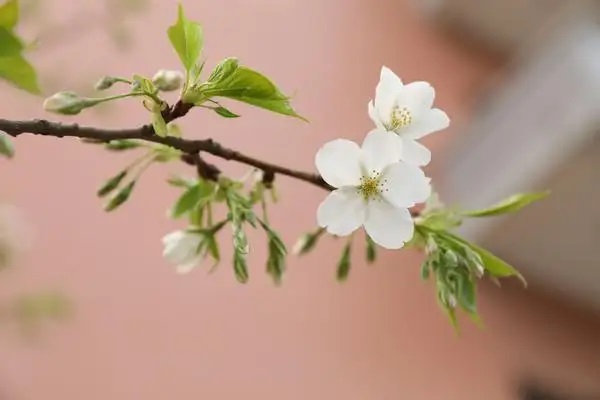 华夏保险交了一年不想交了怎么退