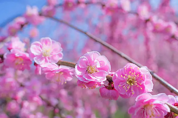 平安保险退保在哪里办理