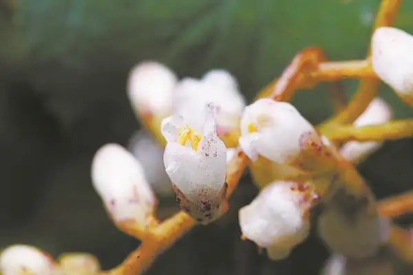 分红保险退保能退多少钱