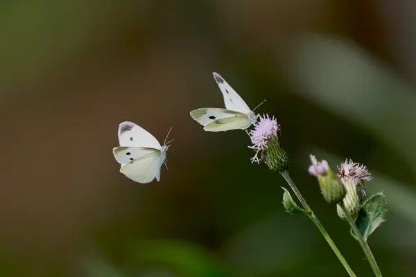 保额60万的意外险​需要多少钱？能赔60万吗？