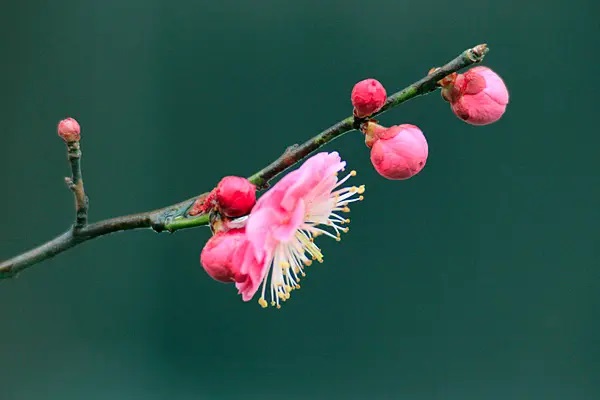 工银安盛重疾险哪款最好