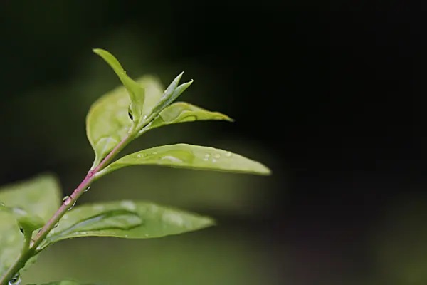 太平人寿保险怎么样