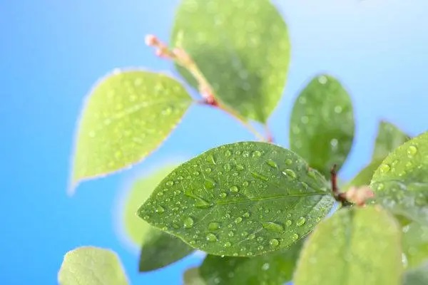 分红型保险和万能型保险的区别